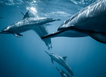 阿不都沙拉木和特莱斯分别当选CBA第三周周最佳球员